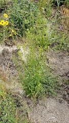 Silene invisa