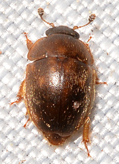 Amphicrossus ciliatus