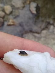 Ancylus fluviatilis