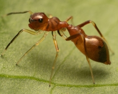 Synemosyna formica