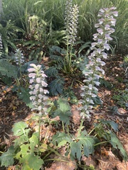 Acanthus mollis