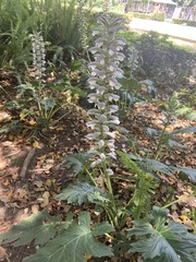 Acanthus mollis