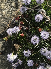 Globularia cordifolia