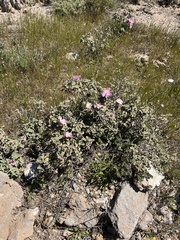 Cistus parviflorus