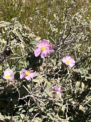 Cistus parviflorus