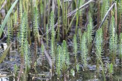 Hippuris vulgaris