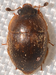 Amphicrossus ciliatus