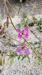 Clarkia mildrediae mildrediae