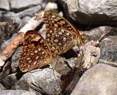 Speyeria coronis carolae