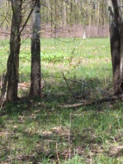 Podophyllum peltatum