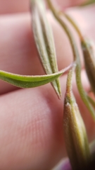 Clarkia mildrediae mildrediae