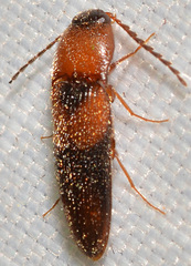 Ampedus areolatus