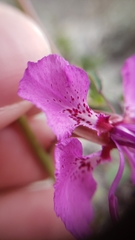 Clarkia mildrediae mildrediae