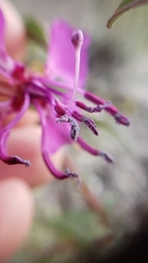 Clarkia mildrediae mildrediae