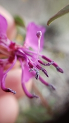 Clarkia mildrediae mildrediae
