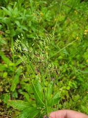 Youngia japonica