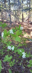 Amelanchier bartramiana