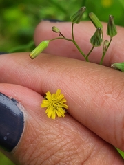 Youngia japonica