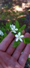 Amelanchier bartramiana
