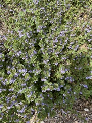 Glechoma hederacea