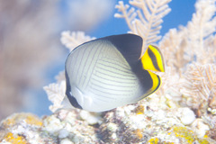 Chaetodon decussatus