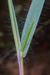 Paspalum ceresia