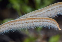 Paspalum ceresia