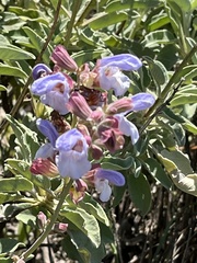 Salvia pomifera calycina