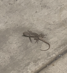 Sceloporus occidentalis
