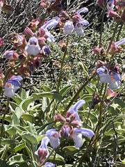 Salvia pomifera calycina