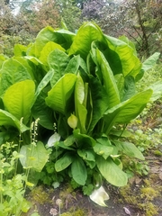 Lysichiton