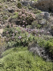Salvia pomifera calycina