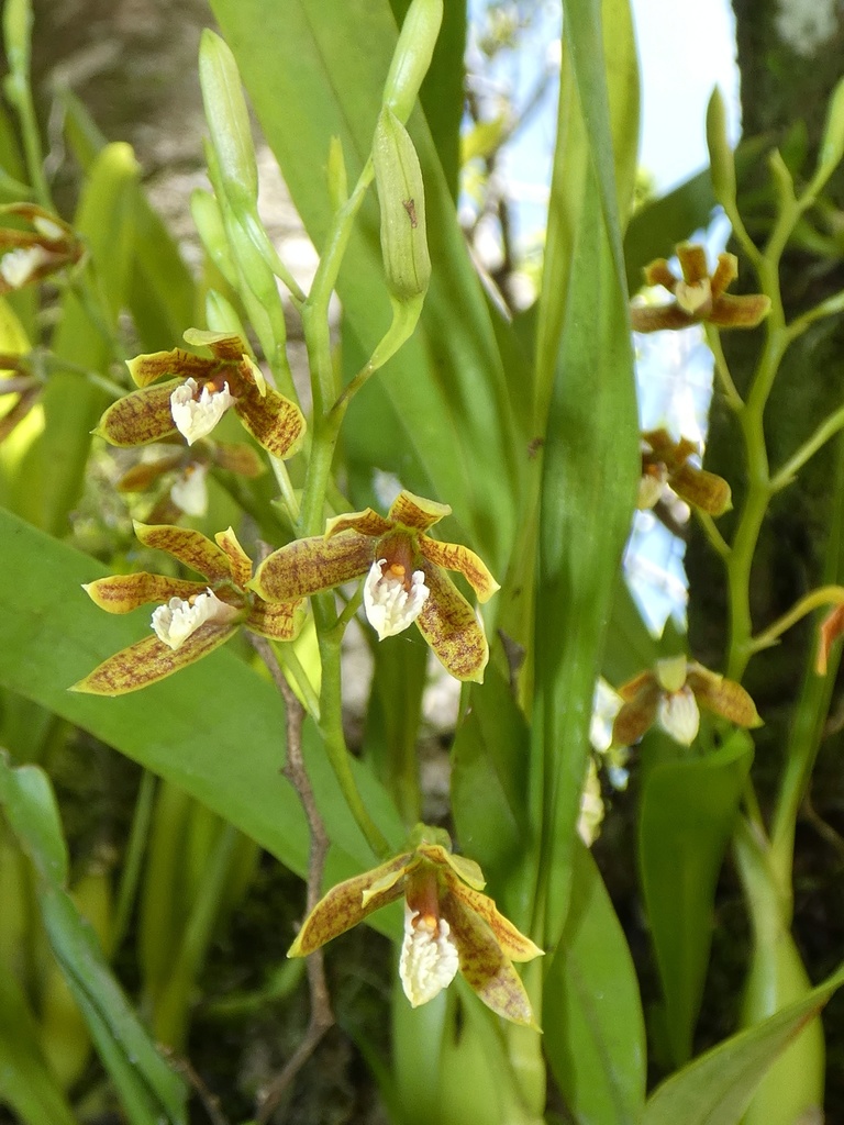 Prosthechea livida