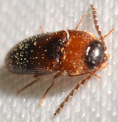 Ampedus areolatus