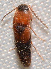 Ampedus areolatus