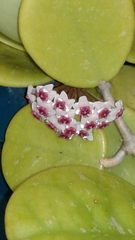 Hoya verticillata