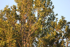 Psaltriparus minimus