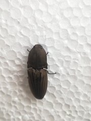 Chalcolepidius