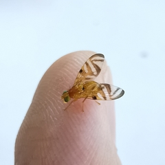 Myoleja lucida