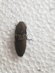 Chalcolepidius