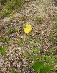 Crocanthemum canadense