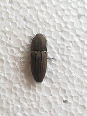 Chalcolepidius