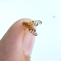 Myoleja lucida