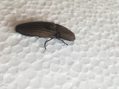 Chalcolepidius