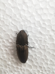 Chalcolepidius
