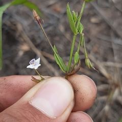 Lindernia parviflora
