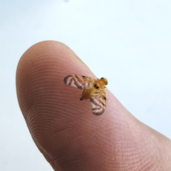 Myoleja lucida