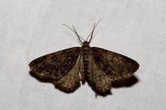 Deileptenia ribeata