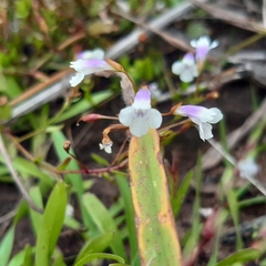 Lindernia parviflora