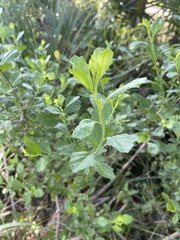 Baccharis halimifolia image